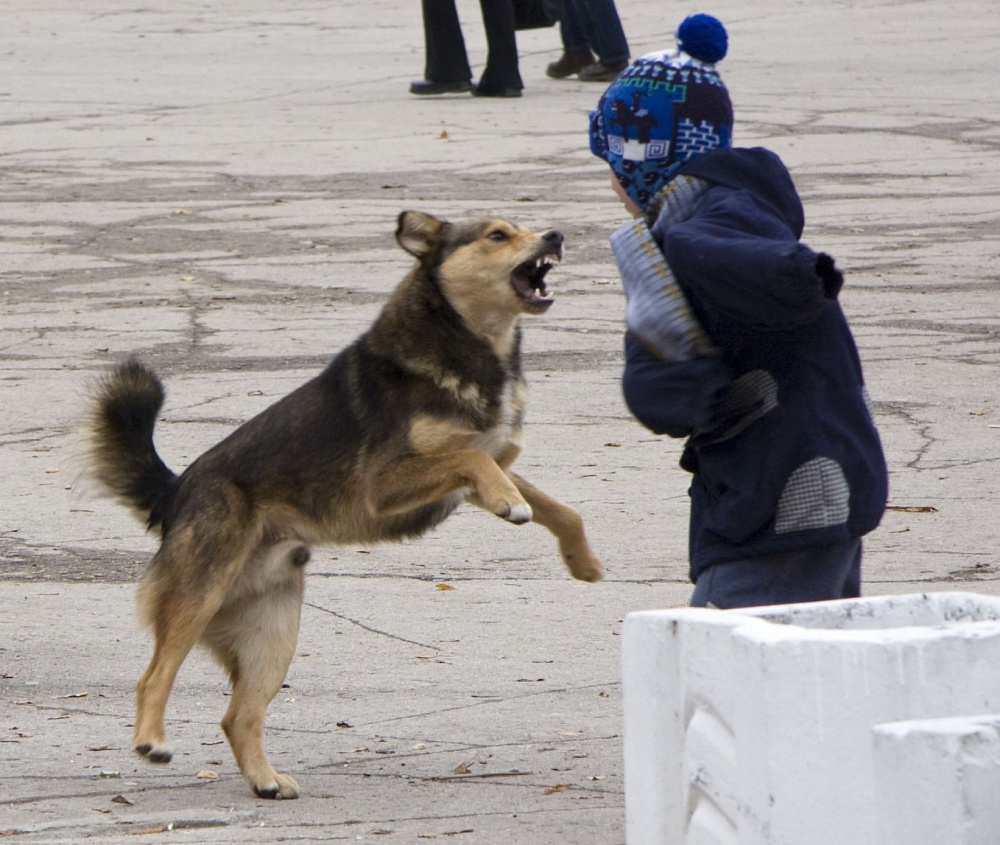 ЖКХ Сосногорска заплатит 305 000 рублей детям, на которых напали безнадзорные собаки