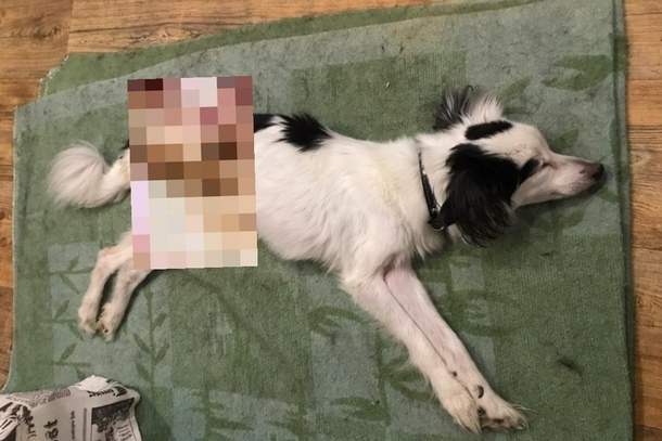 Появилась версия, что искалеченная собака в Ухте стала жертвой зоофила
