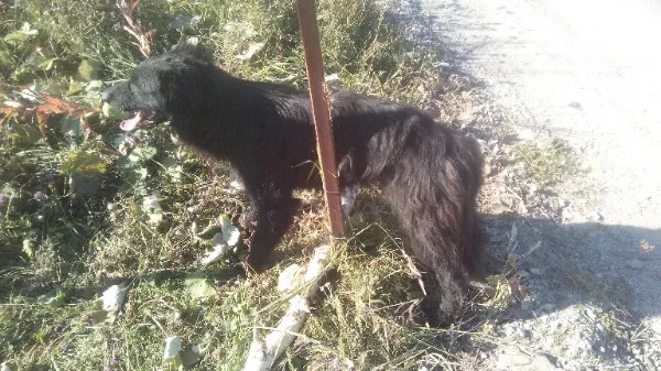 Фото к статье: В Ухте живодеры привязали собаку проволокой к столбу
