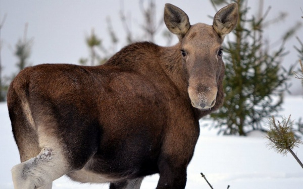 Браконьер из Коми заплатит 400 000 рублей за незаконную охоту на лося