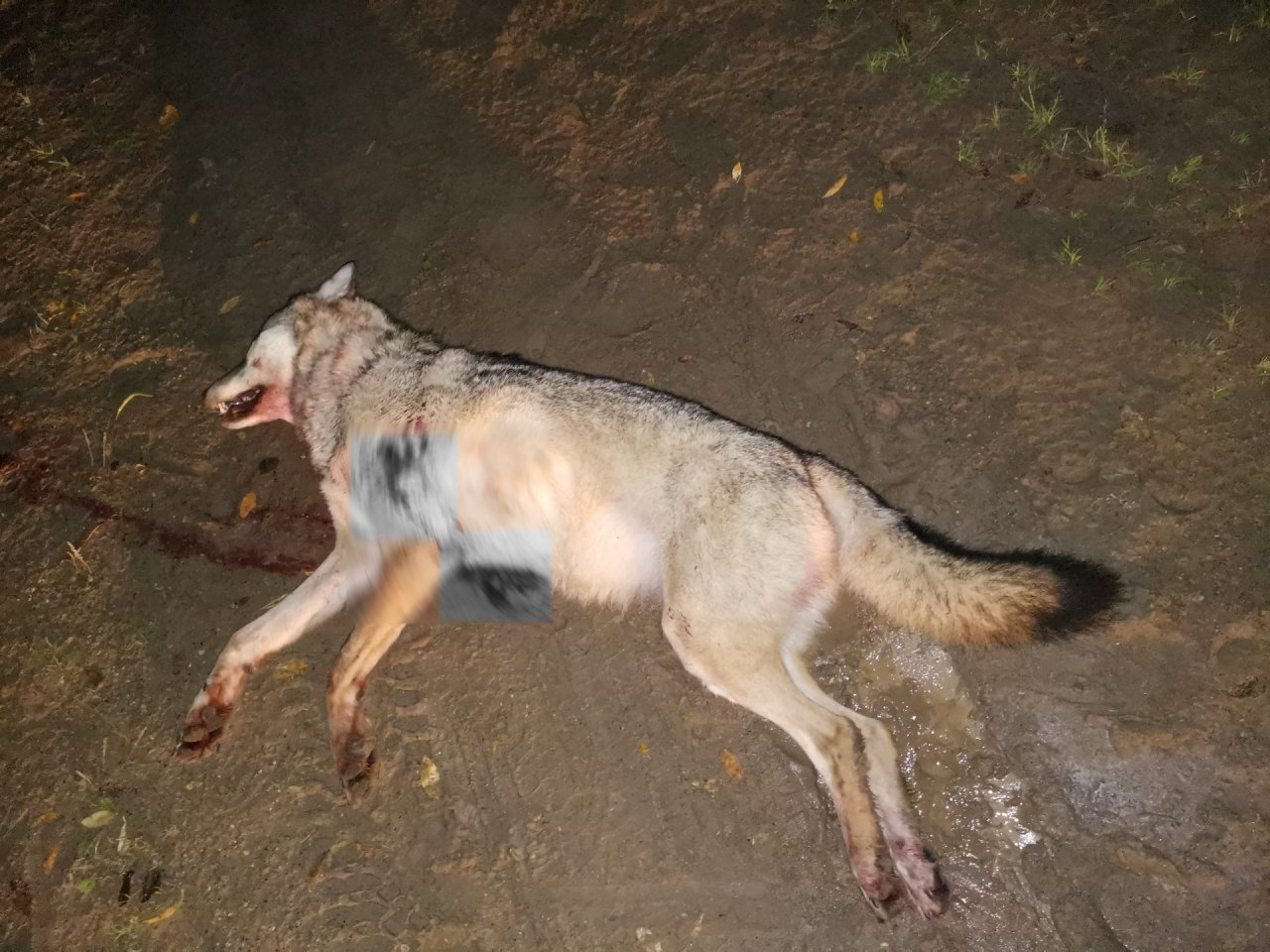 В одном из районов Коми застрелили огромную волчицу