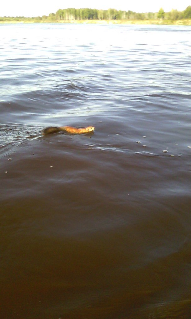 В Коми белка-пловчиха переплыла реку за несколько минут (видео)