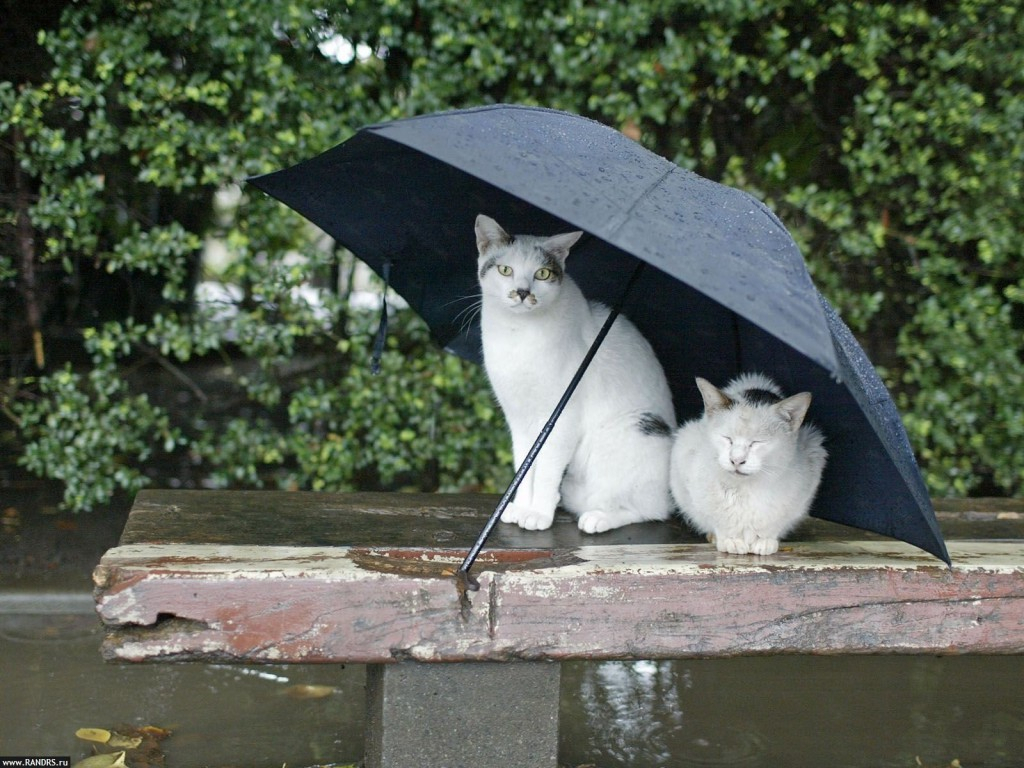 Зонт будет совсем не лишним: синоптики рассказали о погоде в Ухте