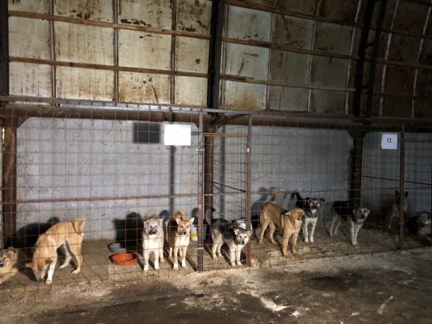 В одном из городов Коми нашли оптимальный способ борьбы с бродячими псами