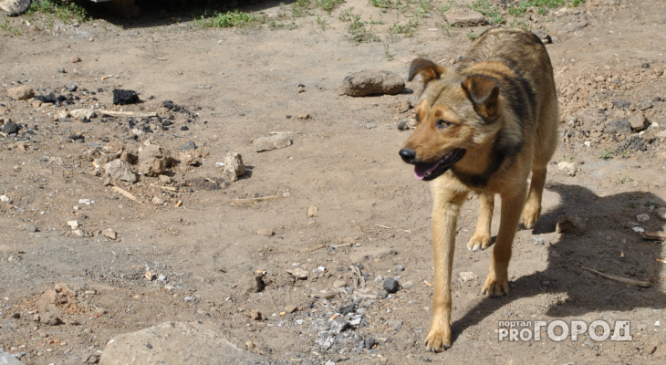 В Ухте нашли подрядчика по отлову бездомных собак