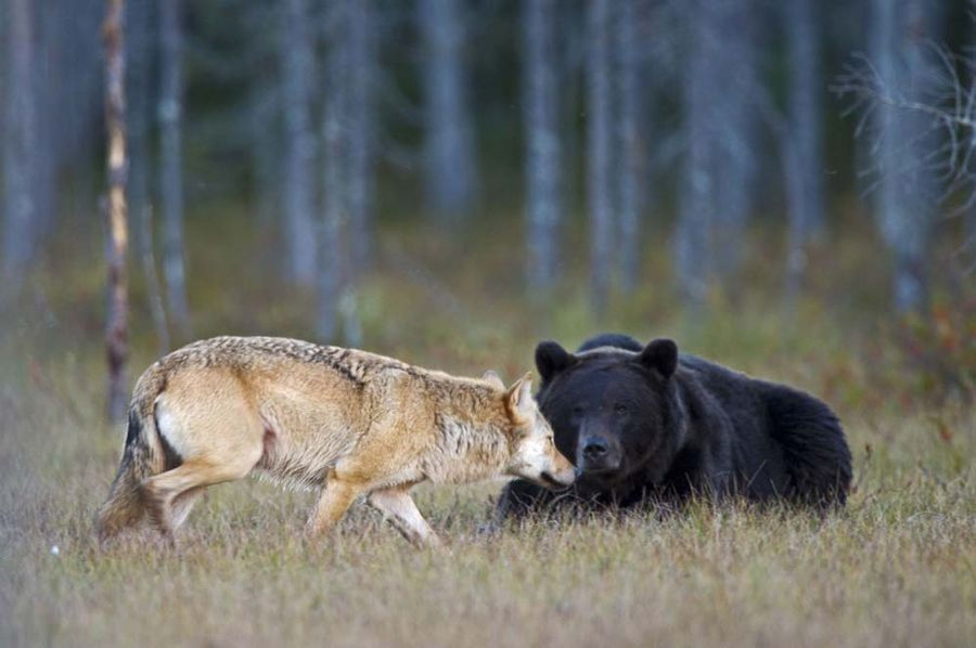 Минприроды Коми приняло новые решения по регулированию численности волков и медведей