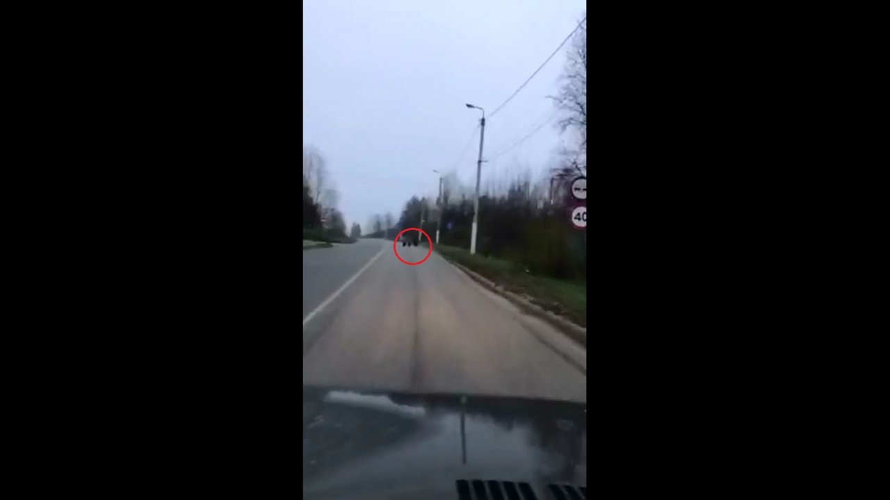 В Сосногорске медведицу с медвежатами с улицы города спугнула машина (видео)