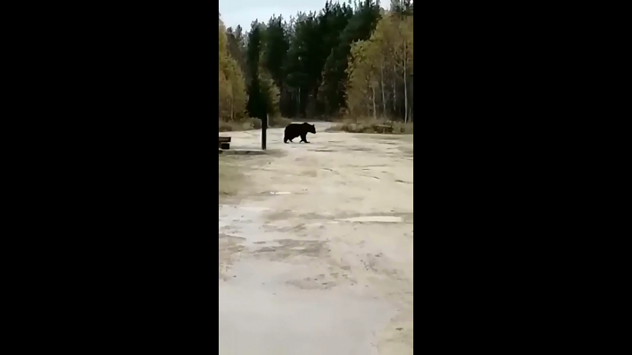 В одном из поселков Коми медведь бродит у входа в колонию (видео)