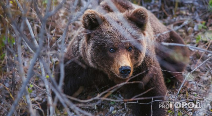 В Коми медведь промчался по поселку с мешком мусора в пасти