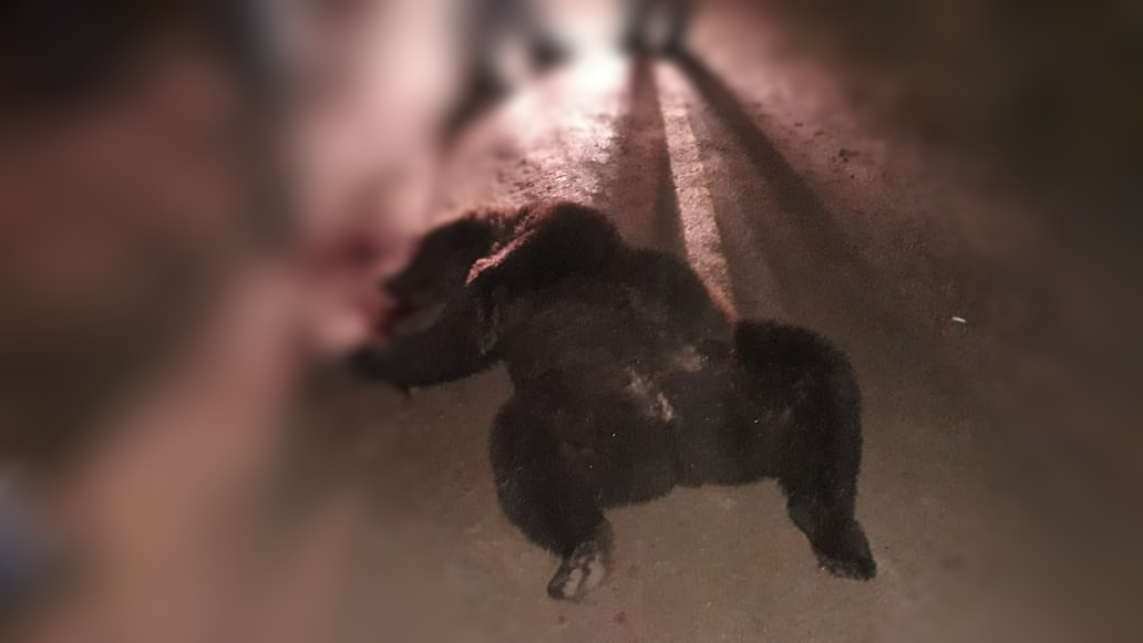 Под Ухтой отстрелили медведя, который утащил пять собак (фото)