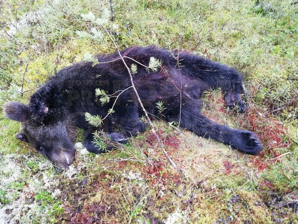 В Коми селе Аныб застрелили медведя