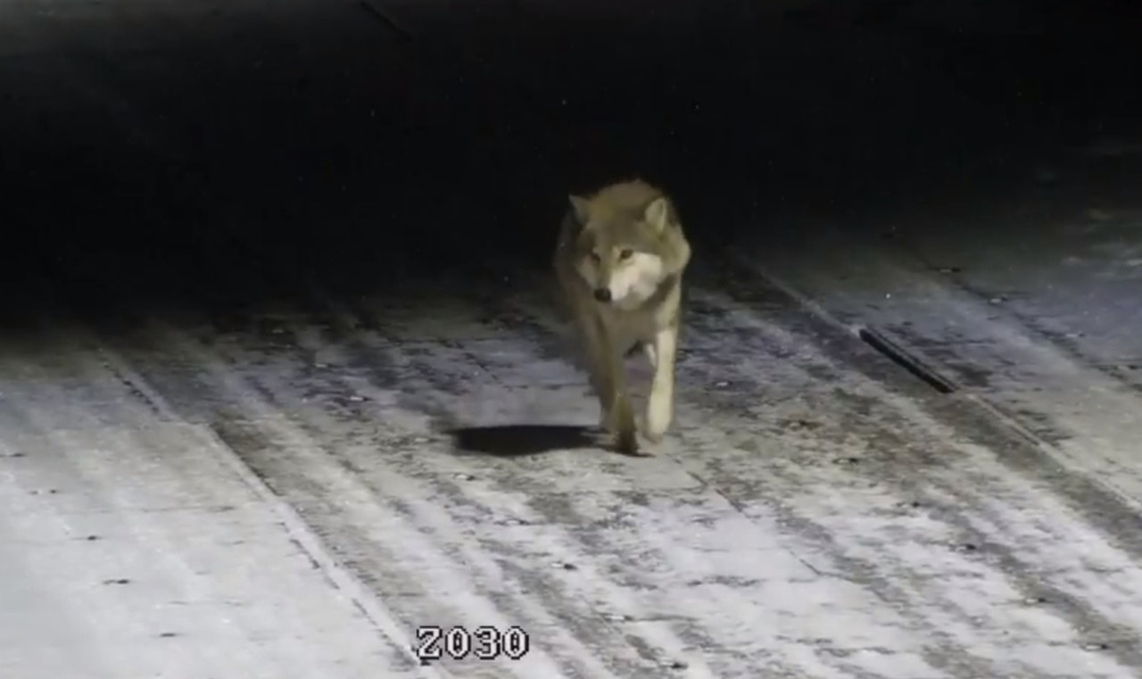 Жителей ухтинского поселка просят не гулять по вечерам из-за волков