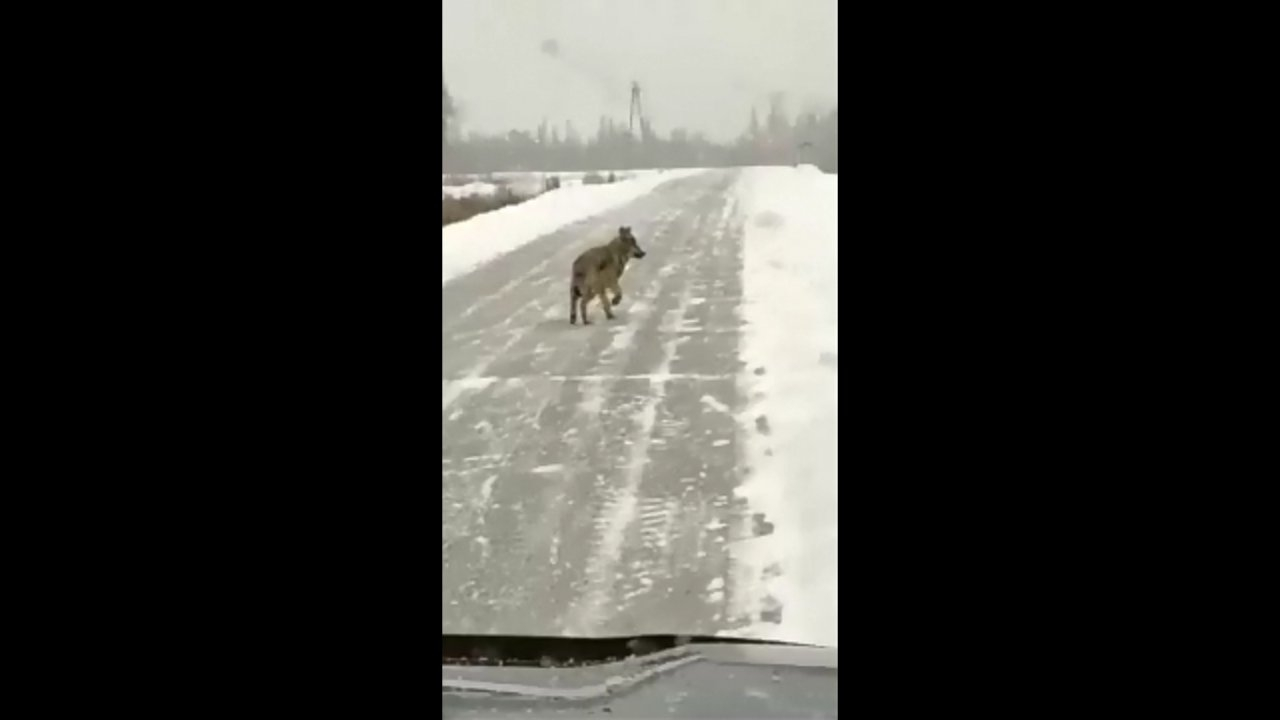 Шестерых волков видели в 100 метрах от поселка под Сосногорском (видео)