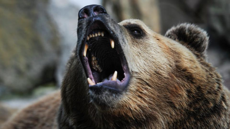 Под Сосногорском охотник увидел медведей, убежал и потерялся
