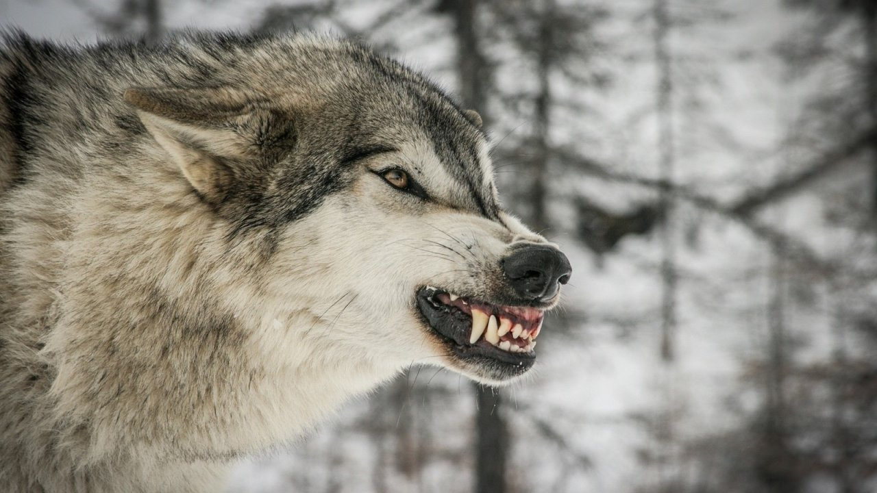 В Коми волки растерзали собаку на глазах у семьи с ребенком