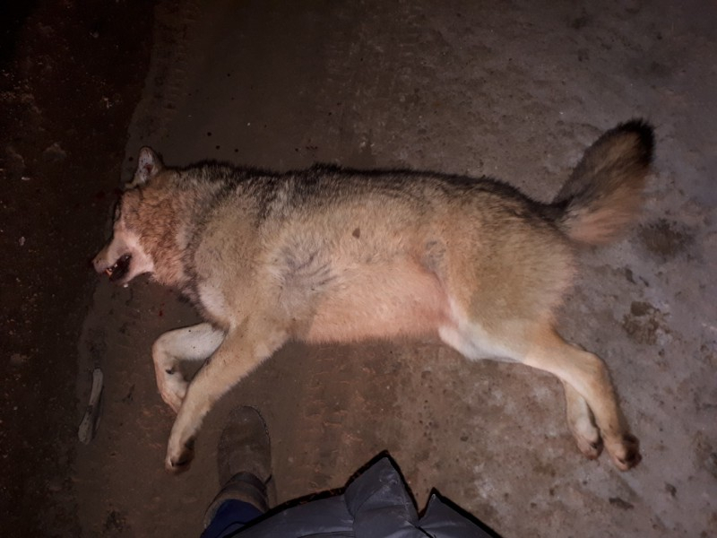 Под Ухтой беременная автоледи сбила крупного волка (фото)
