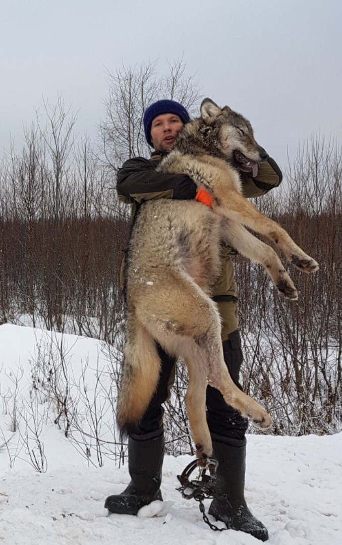 Охотники в Коми добыли волка