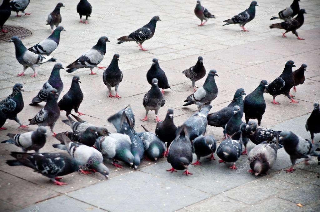 Россельхознадзор посоветовал жителям Коми не кормить голубей