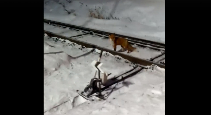 В столице Коми засняли гуляющую по железнодорожным путям лисицу