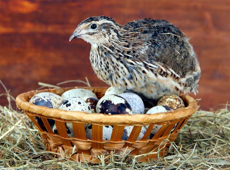 Ухтинцы смогут отведать перепелиные яйца из фермы в Коми