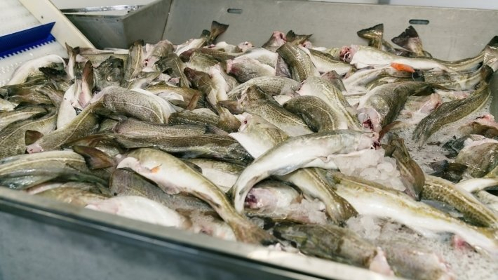 В Коми на прилавках обнаружили рыбу с мышьяком