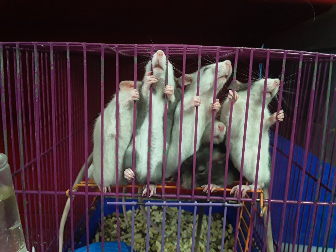 Pro Город Ухта выяснил, стоит ли покупать крыс в подарок к Новому году