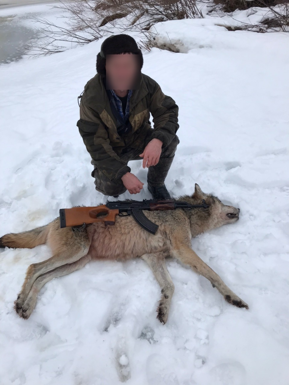 В Коми застрелили огромную волчицу