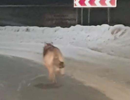 Жители Коми спорят, какое животное бежало вдоль дороги