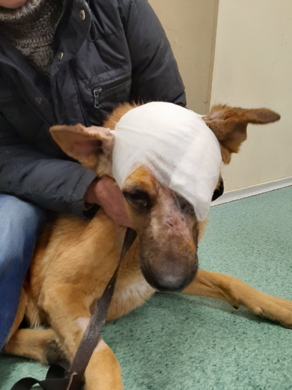 В Ухте неизвестные жестоко избили домашнего пса