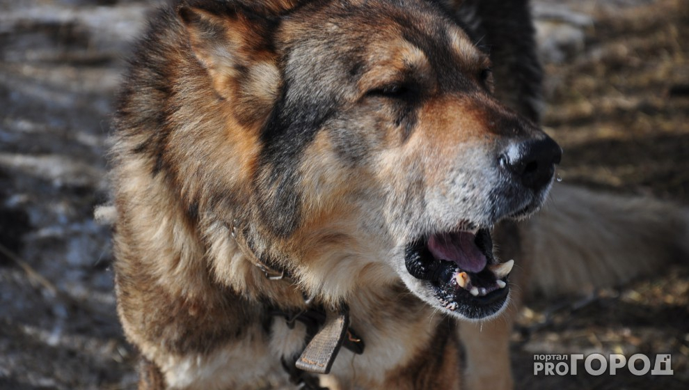 В Коми определили, кто будет нести ответственность за укусы бродячих собак