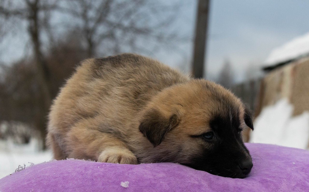 В Сосногорске ищут помещение для больных и раненых собак