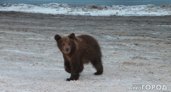 Информация о медведе-шатуне в Ухте оказалось ложной