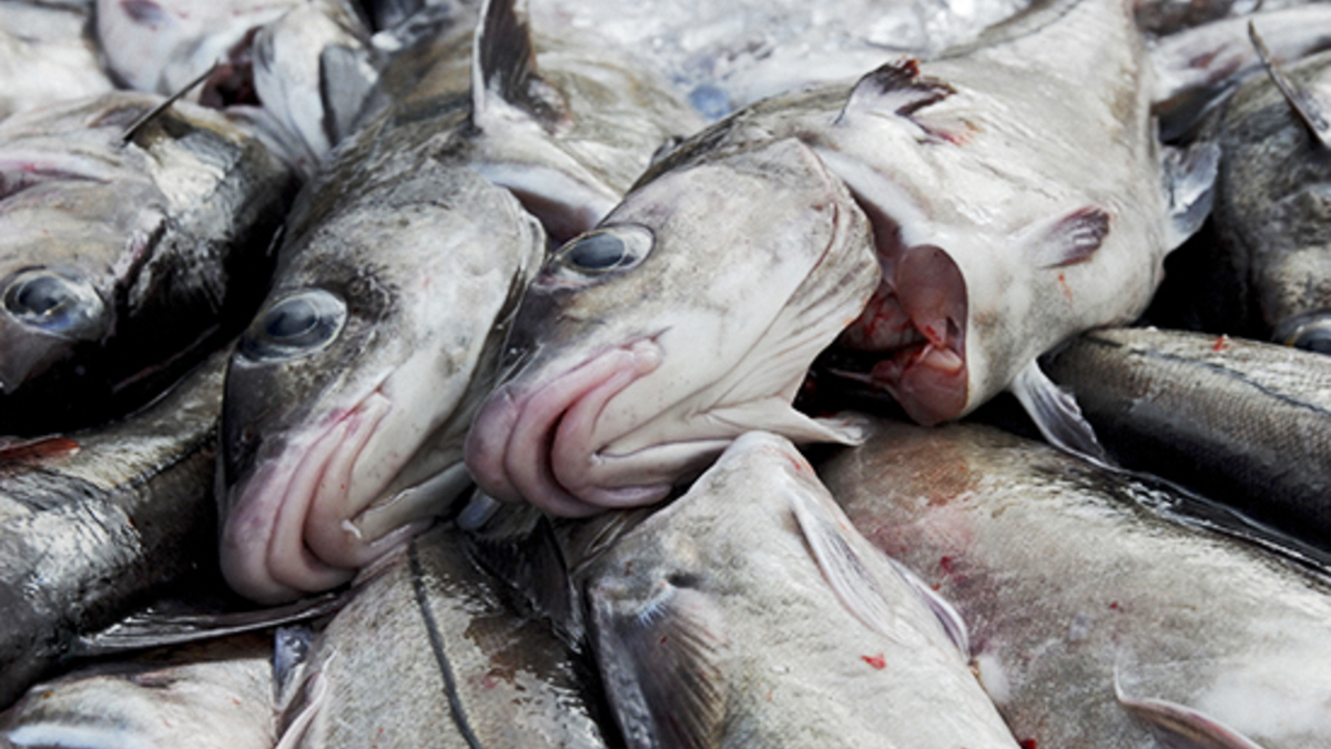В Коми на прилавки продолжает поступать рыба с мышьяком