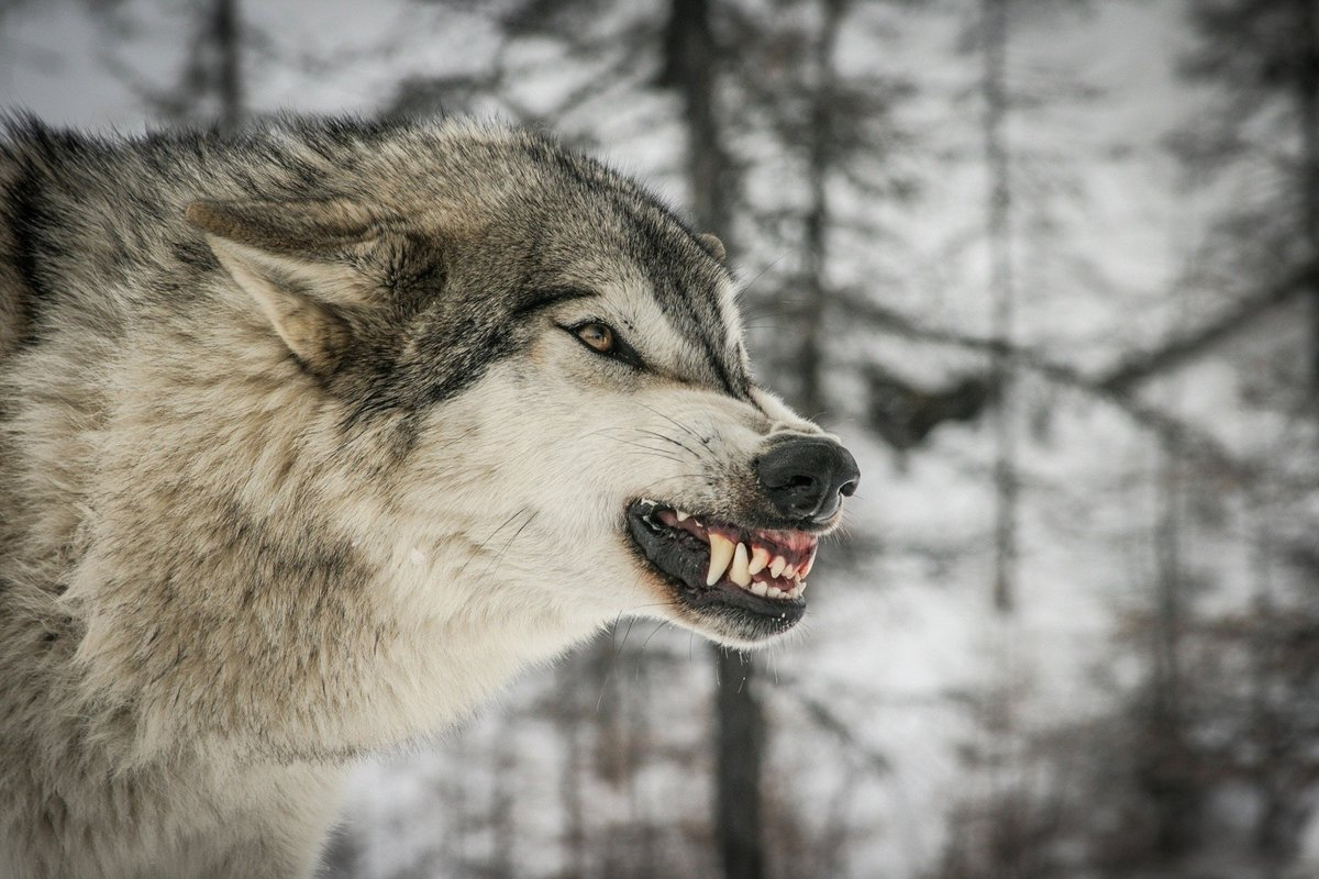 В Ухте разрешили отстрелить 22 волка