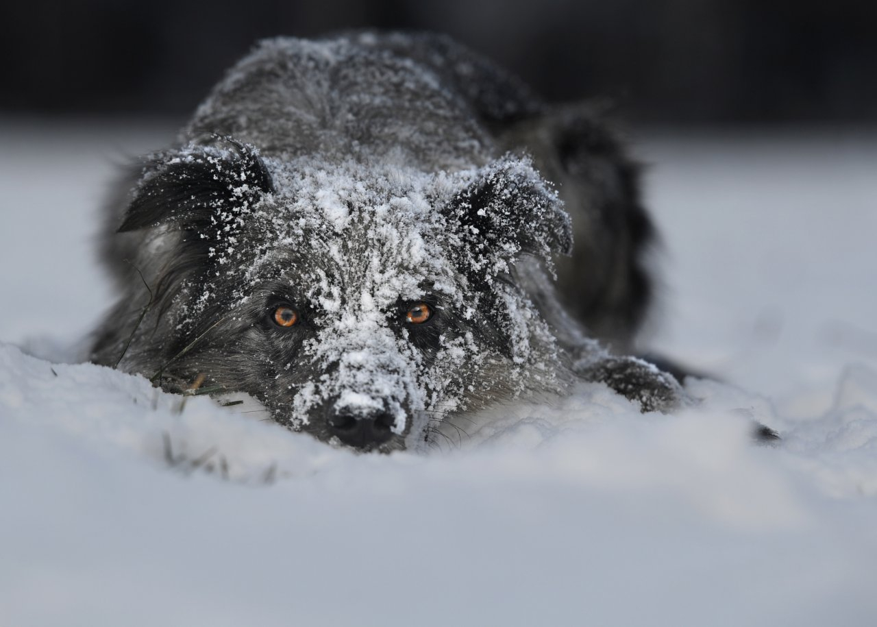В Коми собака неделю охраняла тело замерзшего хозяина
