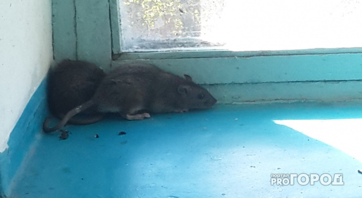 В Коми следователи проверят случай с мальчиком, которого покусала крыса