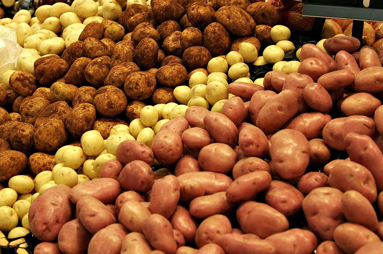 В Коми хотят вывести новые сорта картофеля