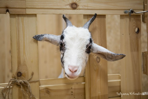 В Коми ищут новых хозяев для трех коз