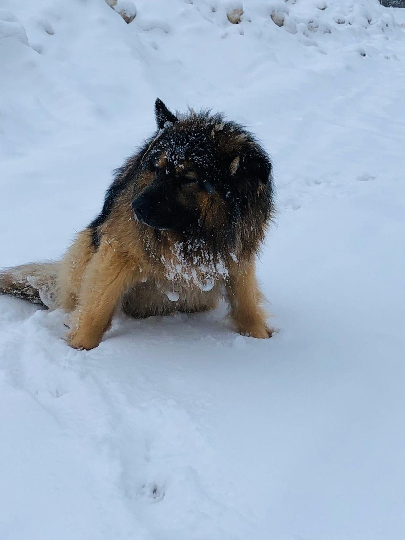 В Сосногорске собака несколько дней на улице ждала возвращения хозяина