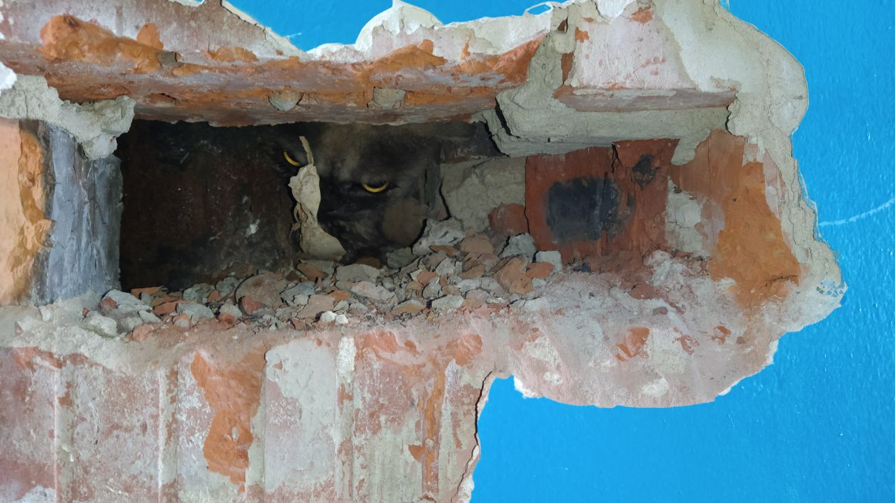 Ухтинские коммунальщики разбили стену подъезда, чтобы достать кошку