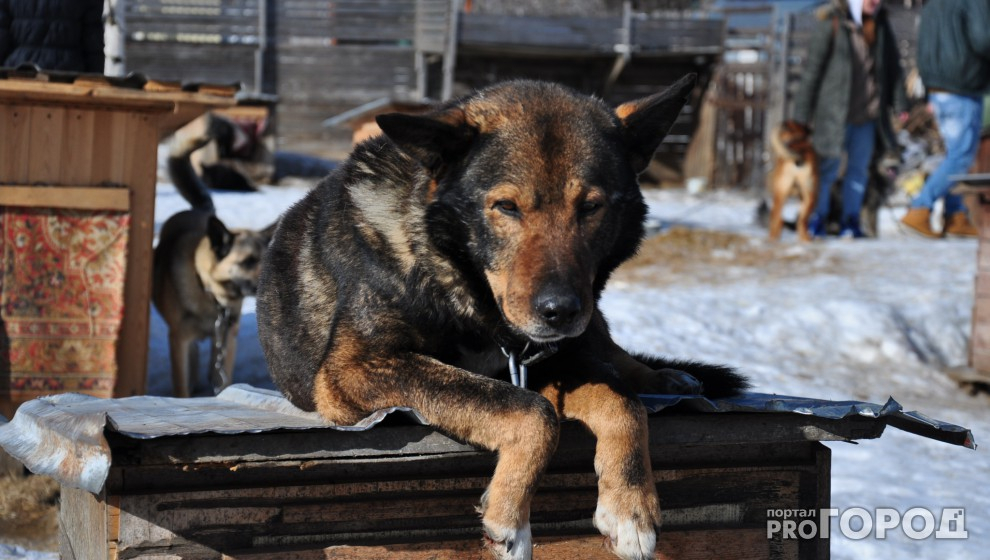 В Сосногорске решали, что делать с бездомными собаками