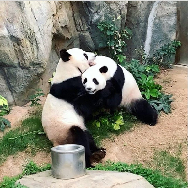 Панды в закрытом на карантин по коронавирусу зоопарке Гонконга создали семью
