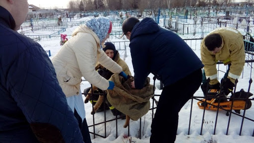 На "старом" кладбище Ухты спасатели помогли собаке