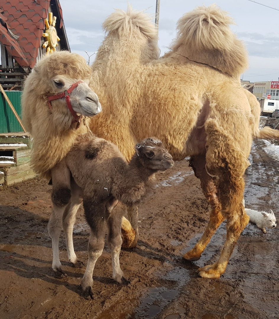 В столице Коми в семье верблюдов родился малыш
