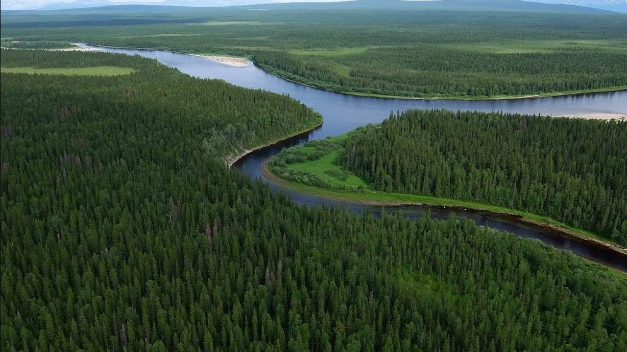 Владимир Уйба: "К 2024 году в Коми полностью восстановят вырубленные леса"