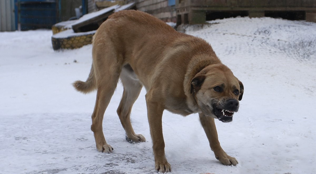 В Коми женщина получила от хозяина агрессивной собаки 10 тысяч рублей
