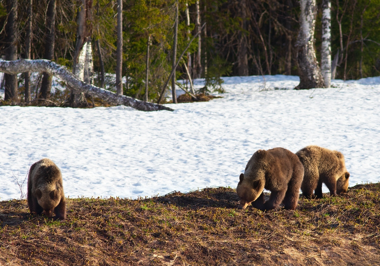 Житель Коми сфотографировал семейство медведей после зимней спячки