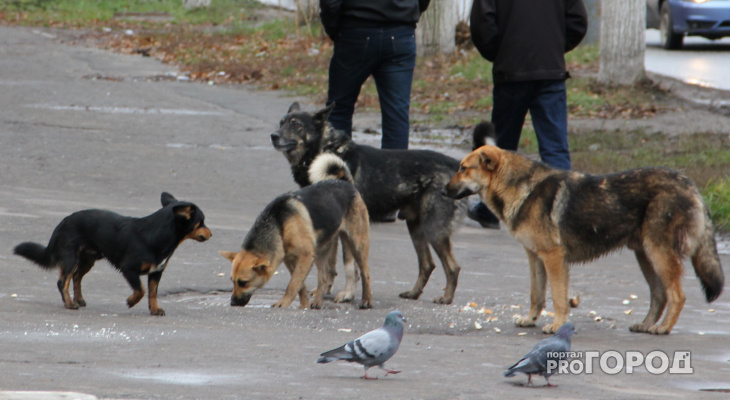 В Сосногорске отловят бездомных животных за 900 тысяч рублей