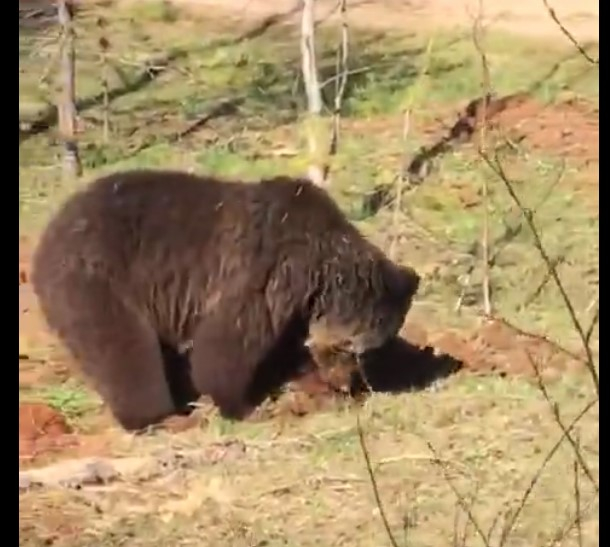 В Ухтинском районе к людям вышла медведица с медвежатами
