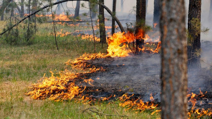 Ухтинцев предупредили о чрезвычайно высокой пожароопасности в начале недели
